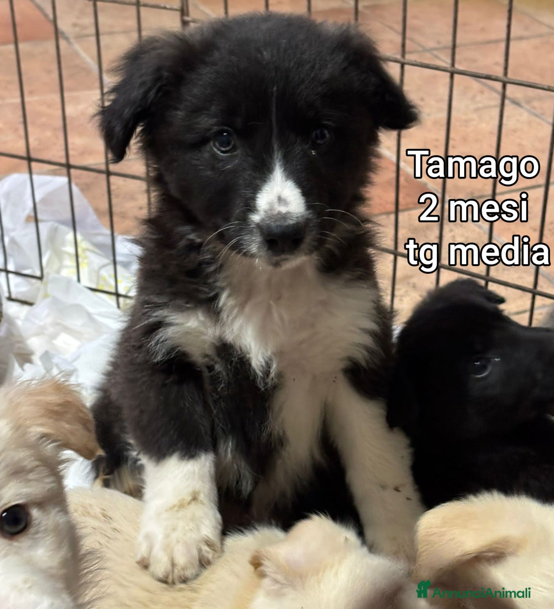 Meticcio cani CUCCIOLI CERCANO CASA E AMORE  - Annuncio 13