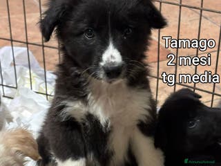 Meticcio cani CUCCIOLI CERCANO CASA E AMORE - Annuncio 13