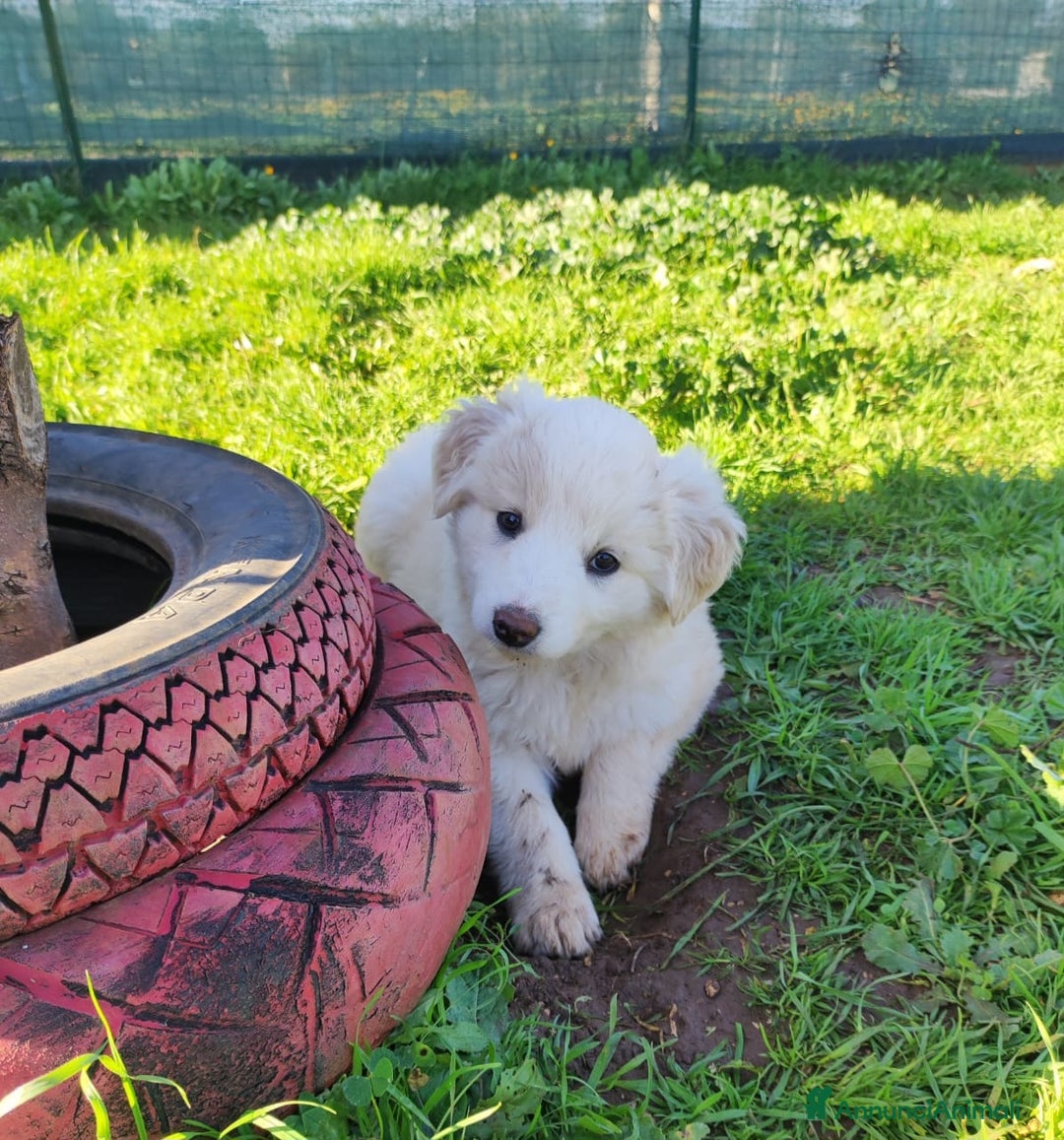 Meticcio cani in regalo: Lilla & Viola - Annuncio 3