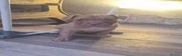 American Bully cani in vendita: American bully POCKET - Annuncio 4