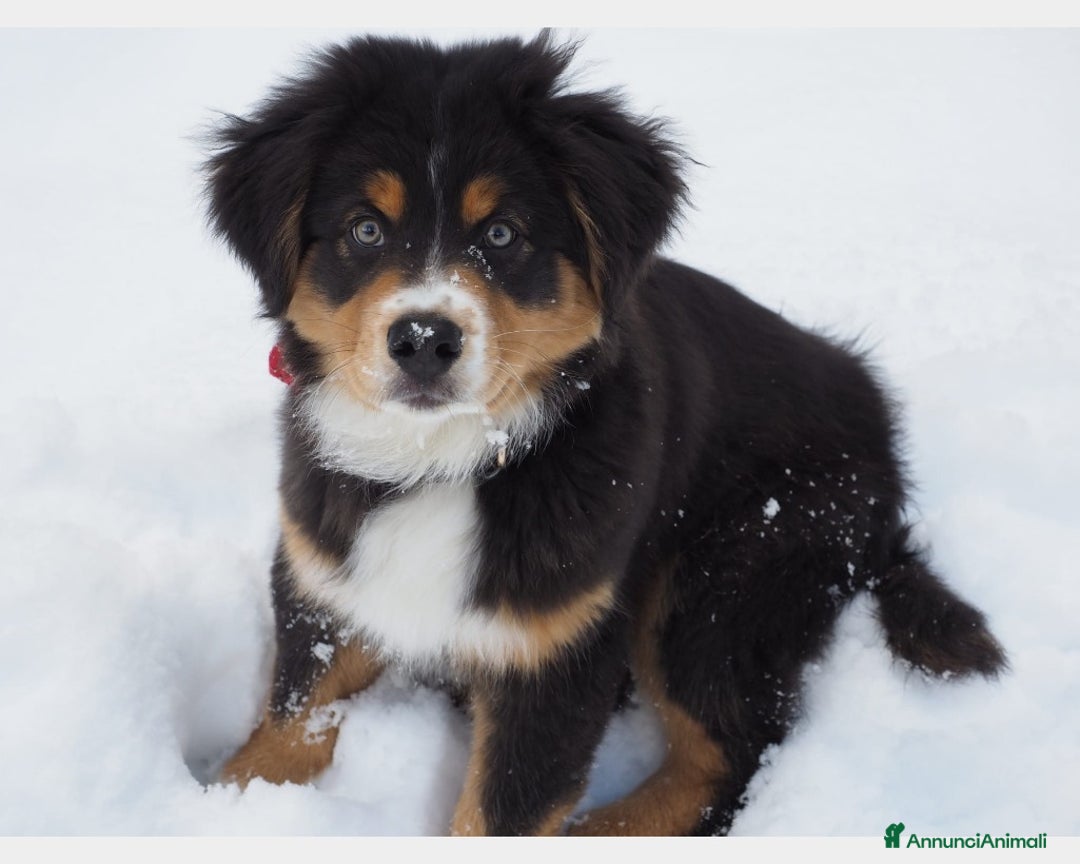 Australian Shepherd cani per accoppiamento: Australian Shepherd tricolore NBT cerca fidanzata  a Provincia di Asti - Annuncio 6