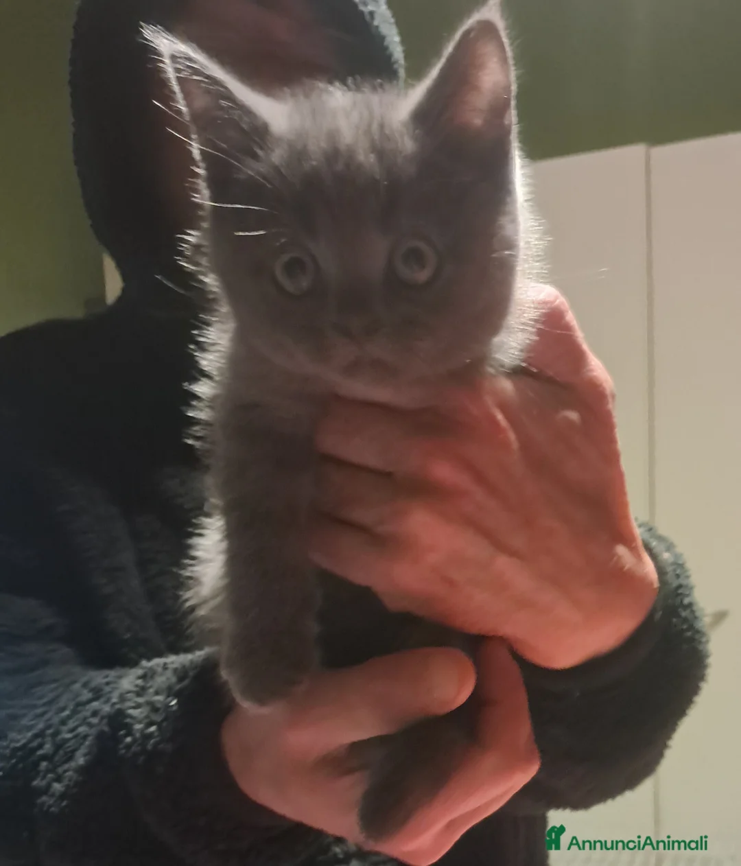 British gatti in vendita: Gatti british  a Città Metropolitana di Genova - Annuncio 2