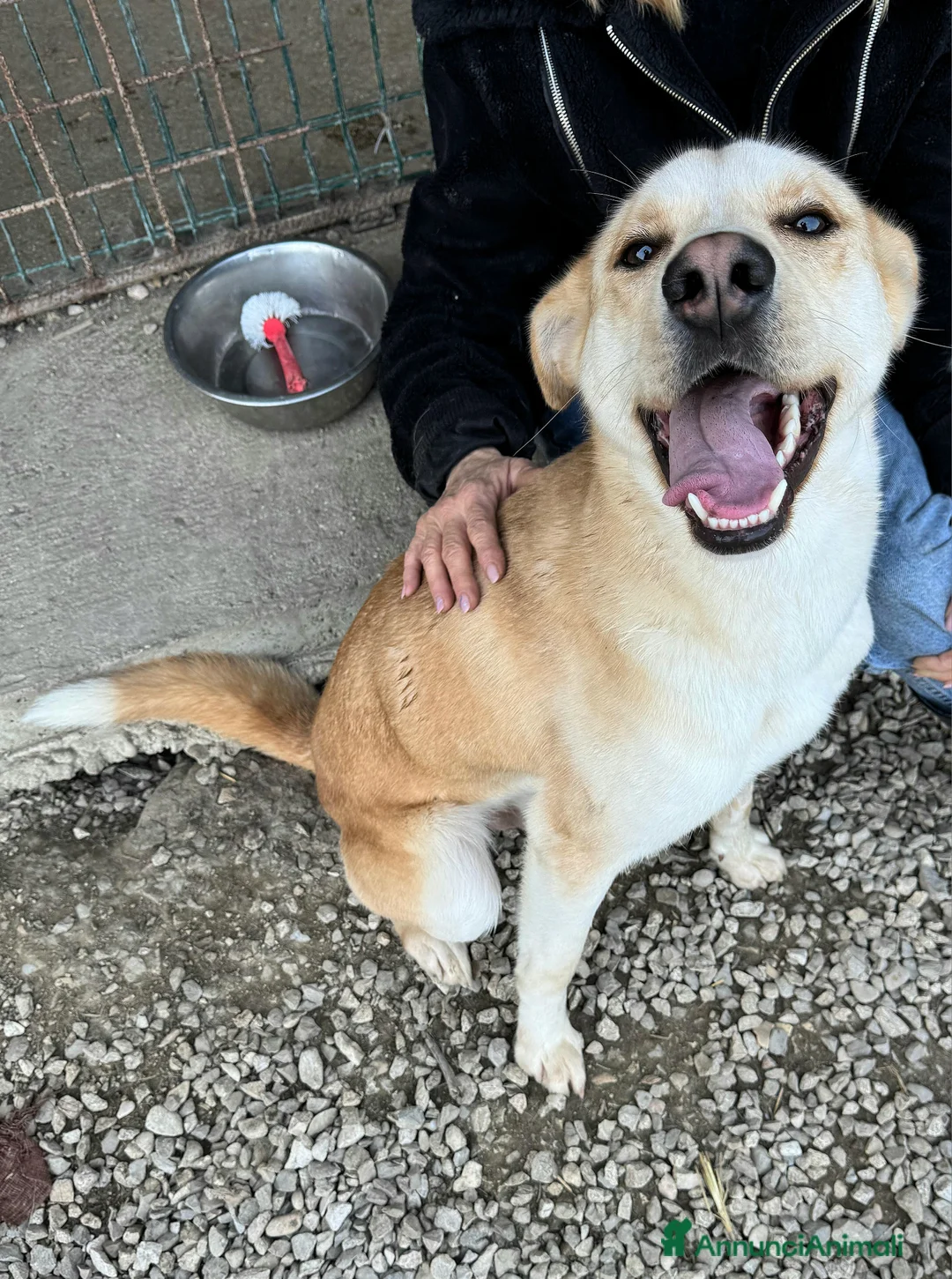 Meticcio cani in regalo: Nuccio 1 anno taglia media  - Annuncio 1