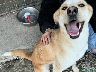 Meticcio cani Nuccio 1 anno taglia media - Annuncio 1