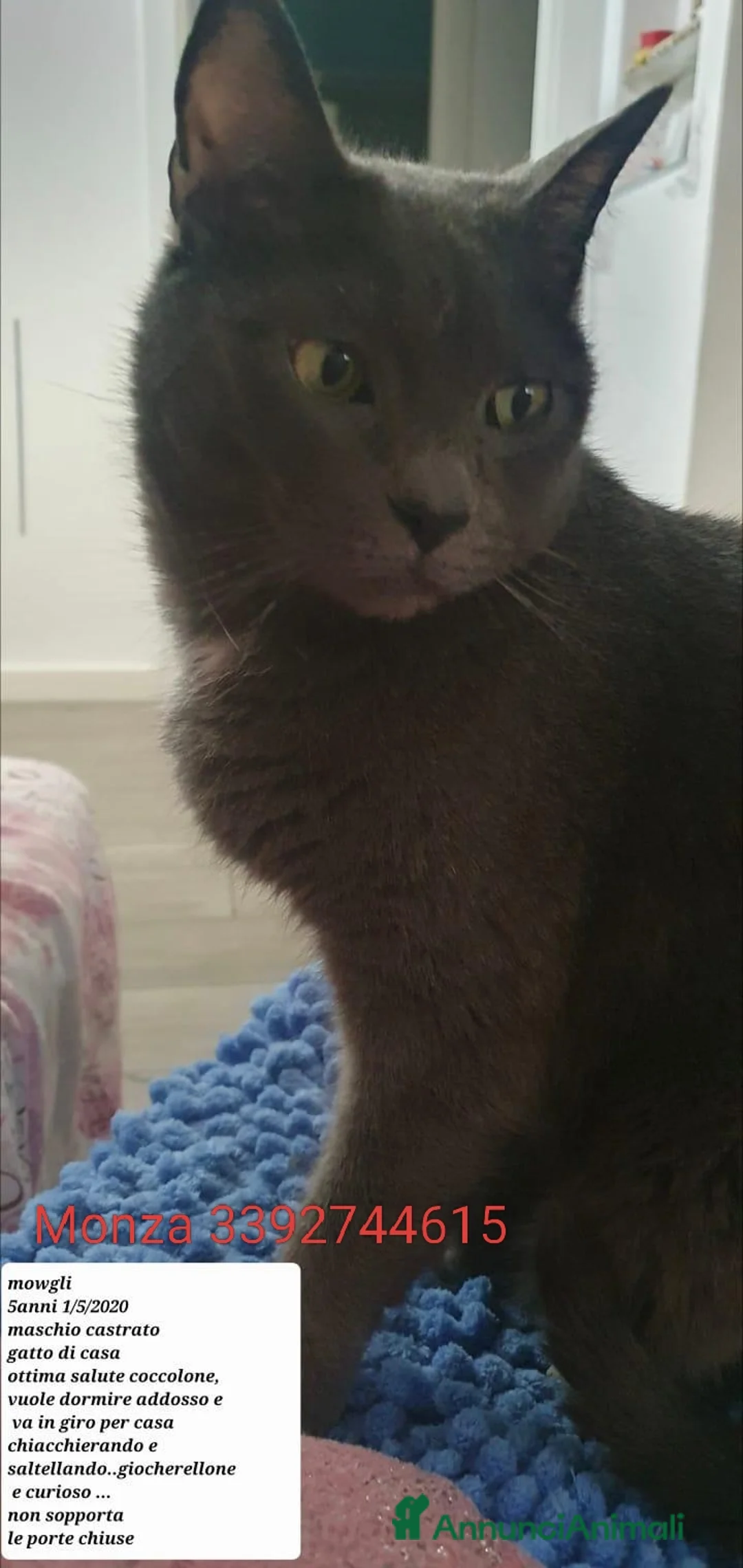 Meticcio gatti in regalo: Sky e Mowgli  - Annuncio 8