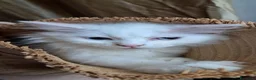 Angora turco gatti in vendita: Angora turco - Annuncio 3