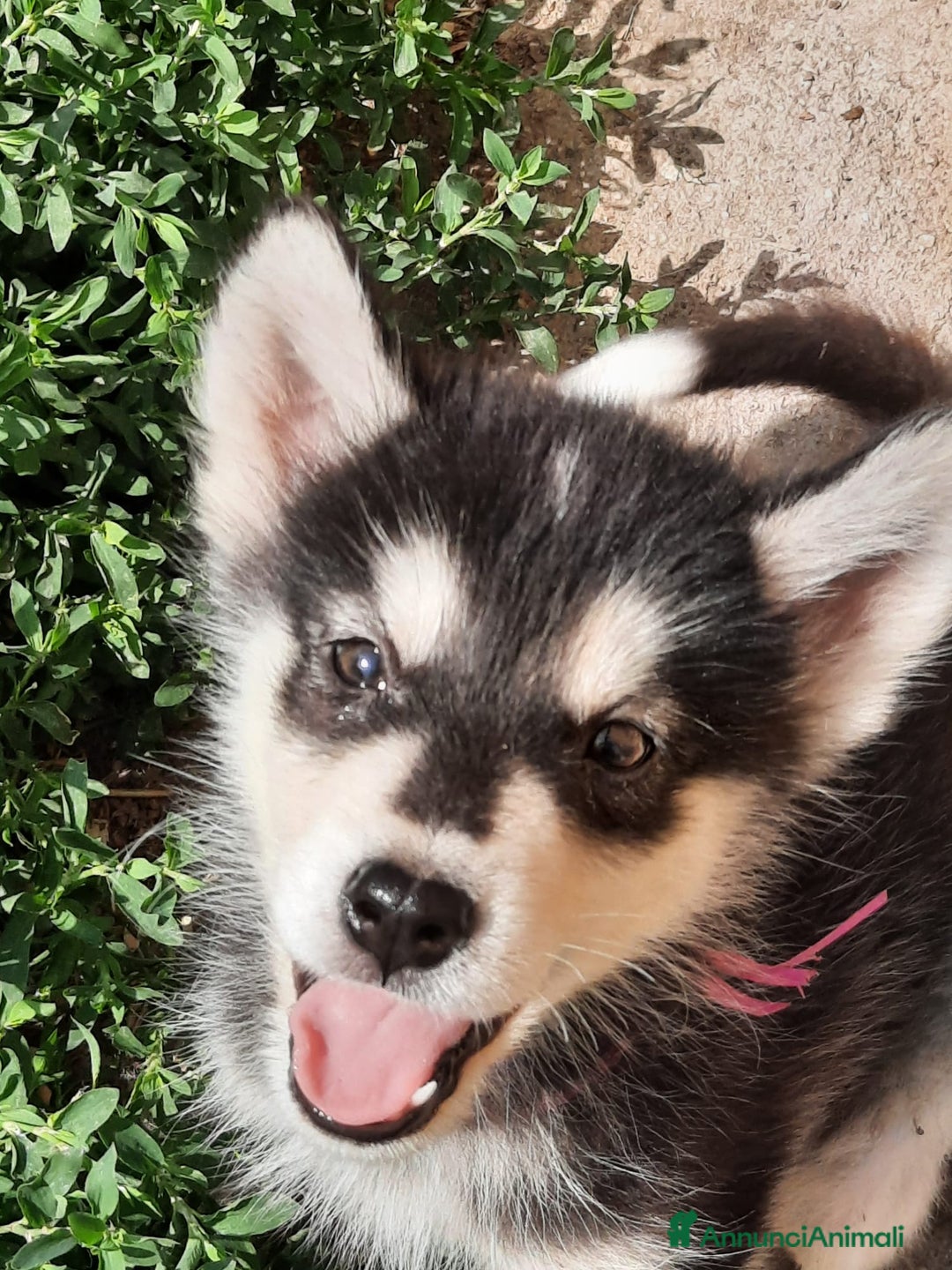 Alaskan Malamute cani in vendita: Alaskan Malamute cuccioli  a Città Metropolitana di Bologna - Annuncio 6