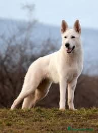 Pastore Svizzero cani cucciola di pastore svizzero  - Annuncio 2