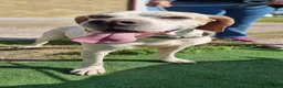 Pointer cani in regalo: LEVANTE🩷una pointer inglese da innamorarsi subito a Provincia di Pavia - Annuncio 2