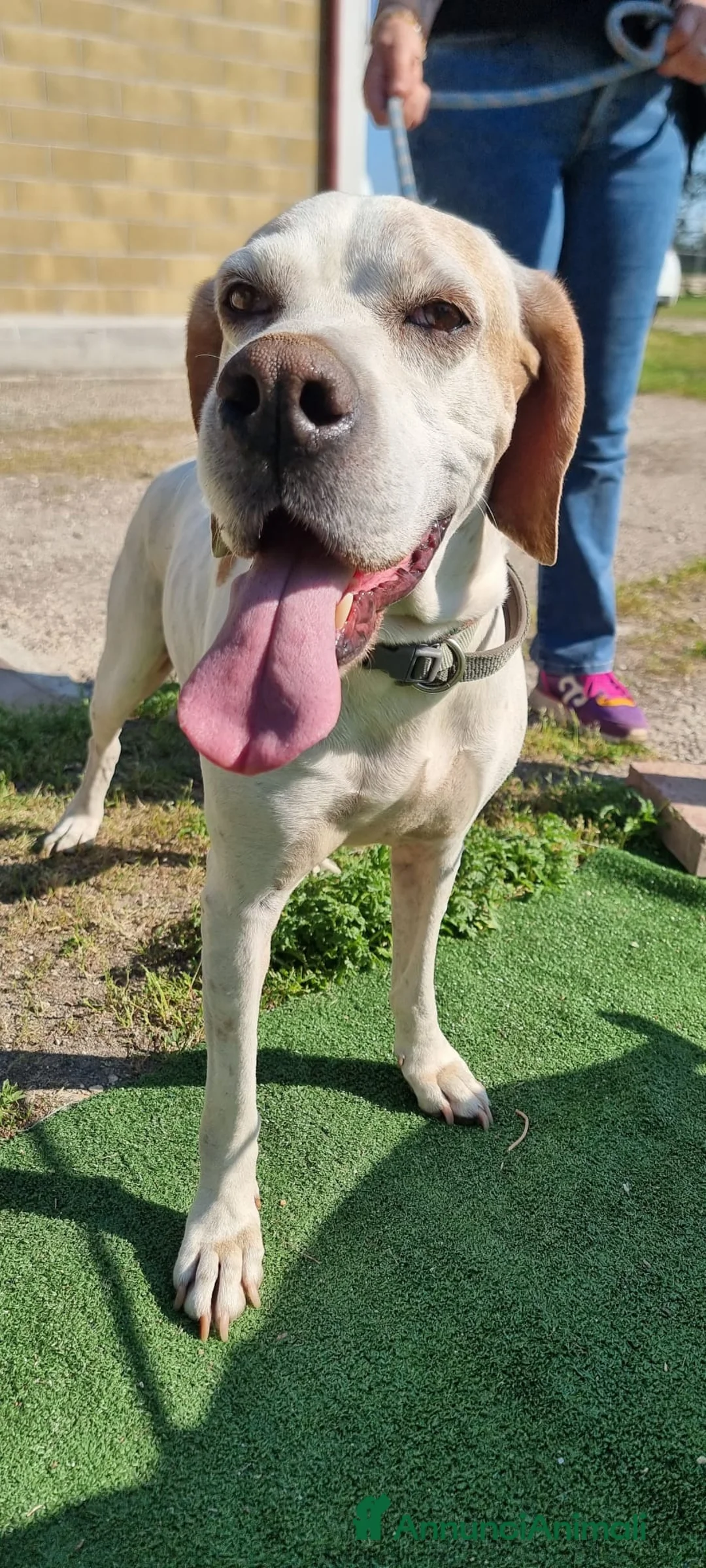 Pointer cani in regalo: LEVANTE🩷una pointer inglese da innamorarsi subito a Provincia di Pavia - Annuncio 2
