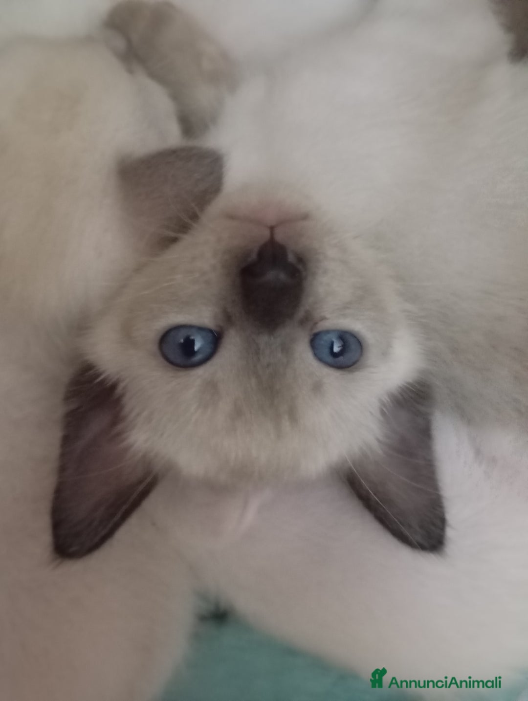 Thai gatti in vendita: Thai, tipo tradizionale di Siamese, Pedigree - Annuncio 11