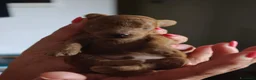 Barboncino Toy cani in vendita: Allevamento Riconosciuto Enci  - Annuncio 10