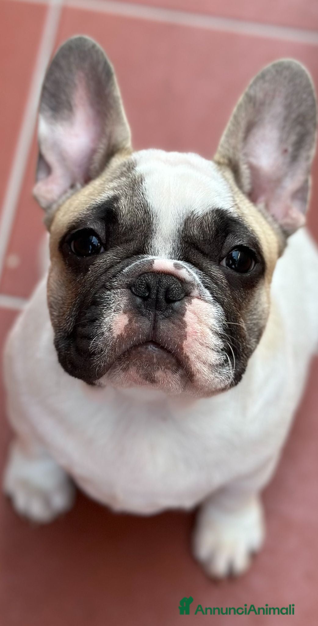 Bulldog Francese cani Femmine di bouledogue francese - Annuncio 2