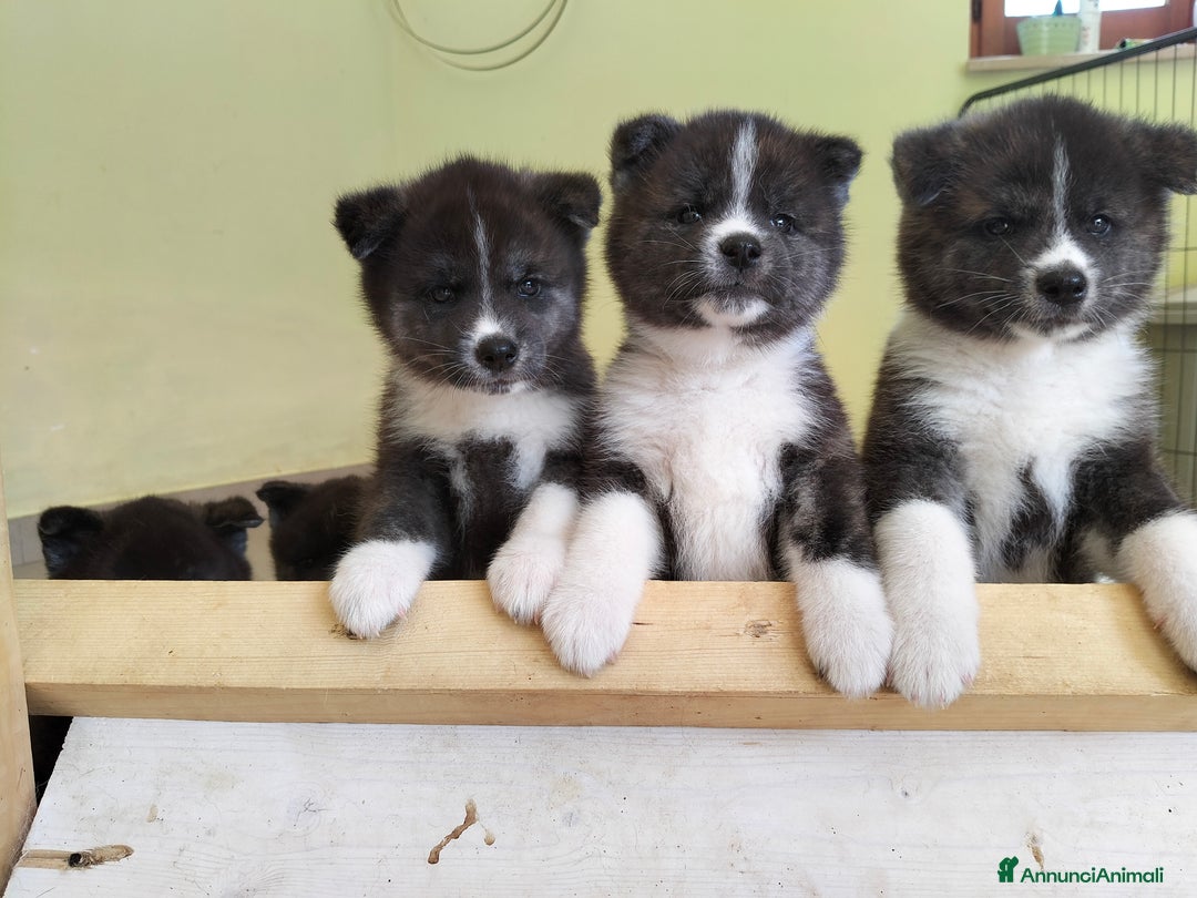 Akita Inu cani in vendita: Cuccioli di Akita inu a Provincia di Pescara - Immagine 2