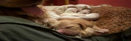 Cocker cani in vendita: Cocker cuccioli a Libero consorzio comunale di Siracusa - Annuncio 3