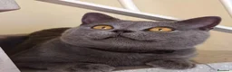 British gatti in vendita: Gattini British shortair  - Annuncio 1