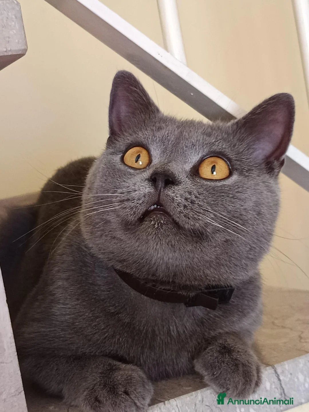 British gatti in vendita: Gattini British shortair  - Annuncio 1