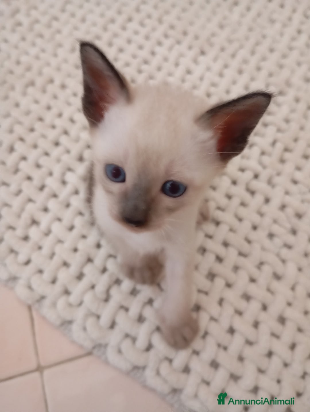Thai gatti in vendita: Thai, tipo tradizionale di Siamese, Pedigree - Annuncio 13
