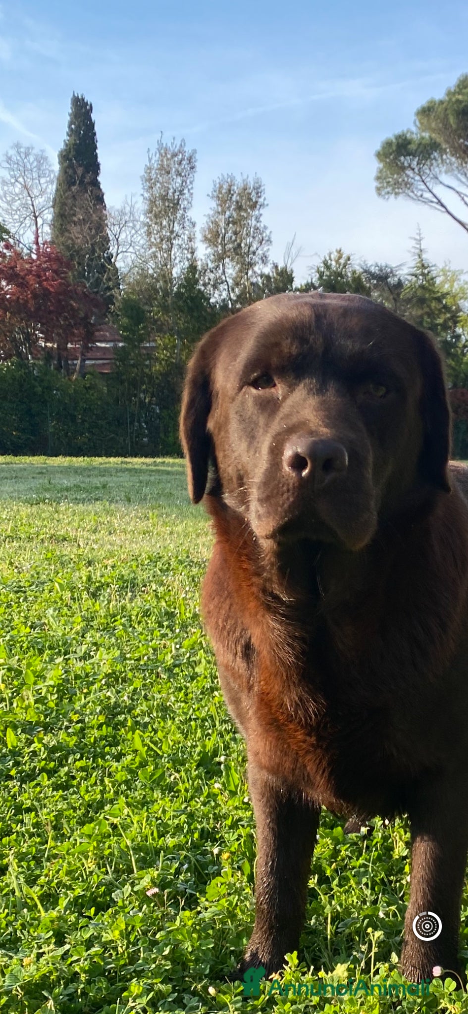 Labrador cani Cuccioli Labrador cioccolato con pedigree  - Annuncio 2