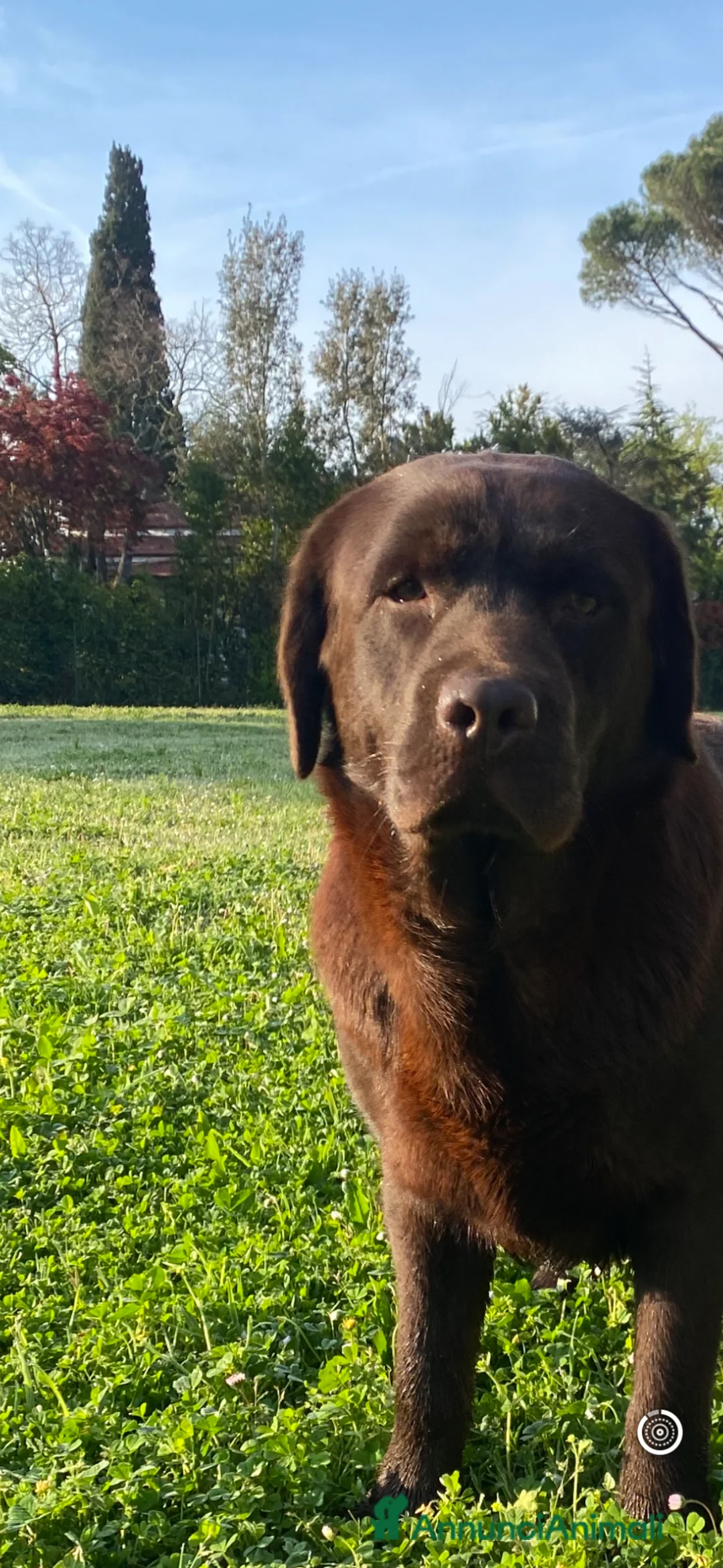 Labrador cani in vendita: Cuccioli Labrador cioccolato con pedigree  - Annuncio 1