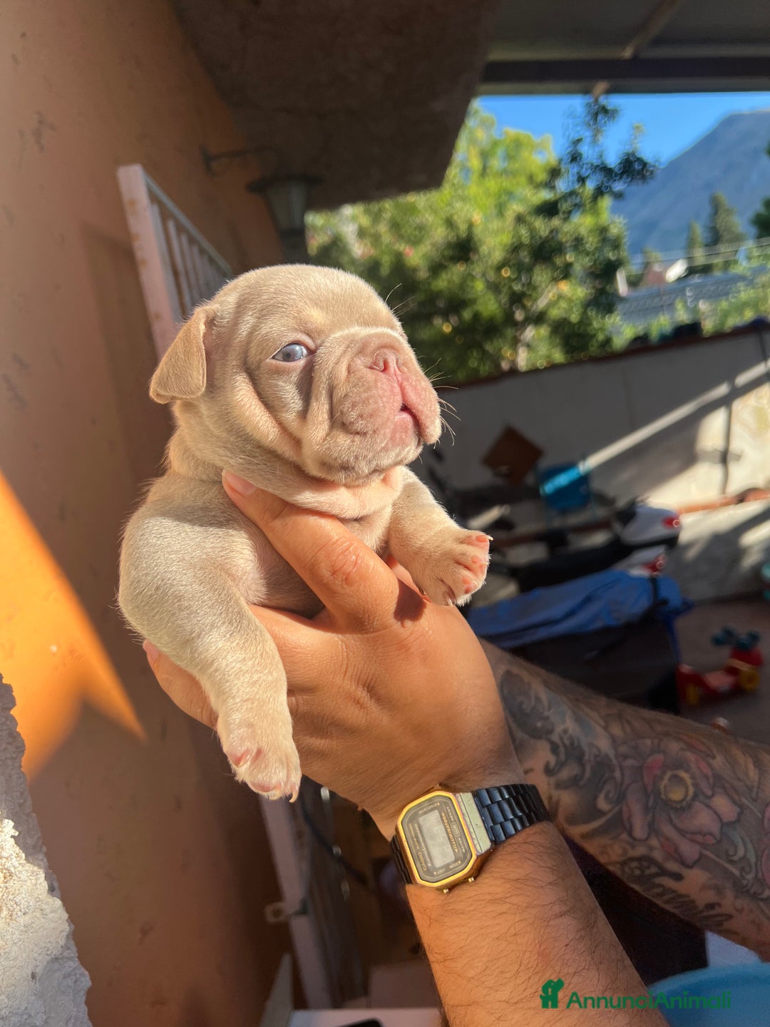Bulldog Francese cani in vendita: Bulldog francese  a Città metropolitana di Palermo - Immagine 2