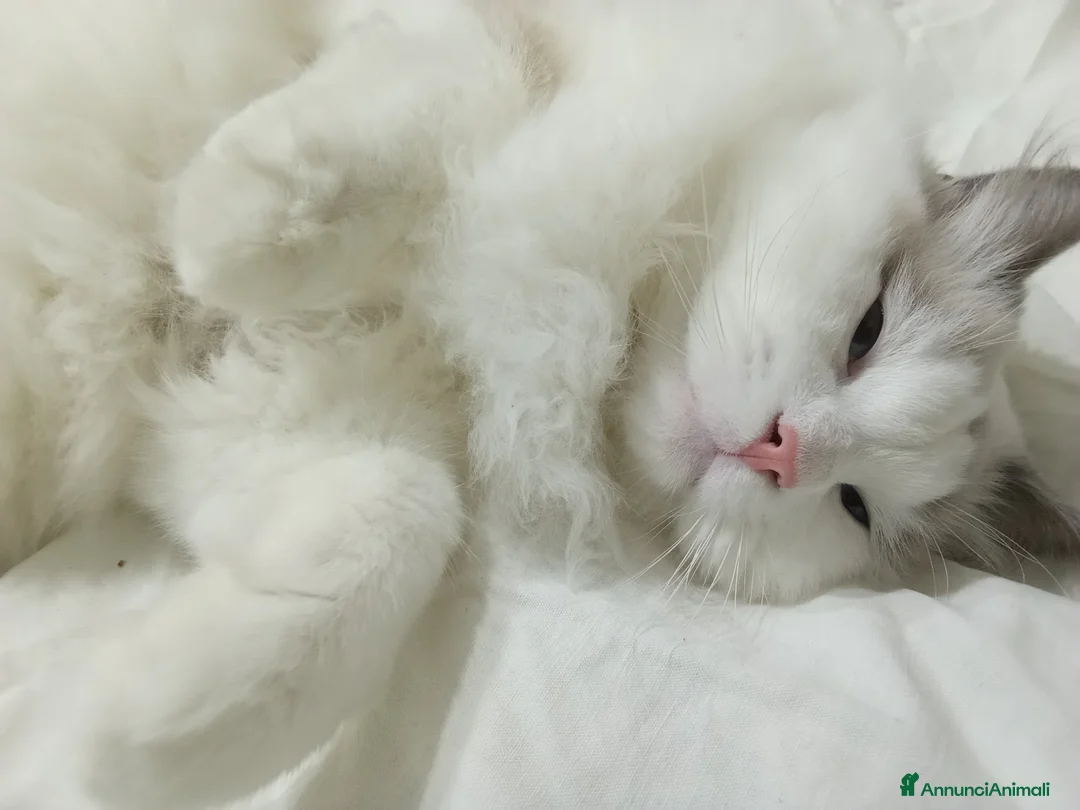 Ragdoll gatti per accoppiamento: Ragdoll maschio per accoppiamento  - Annuncio 2