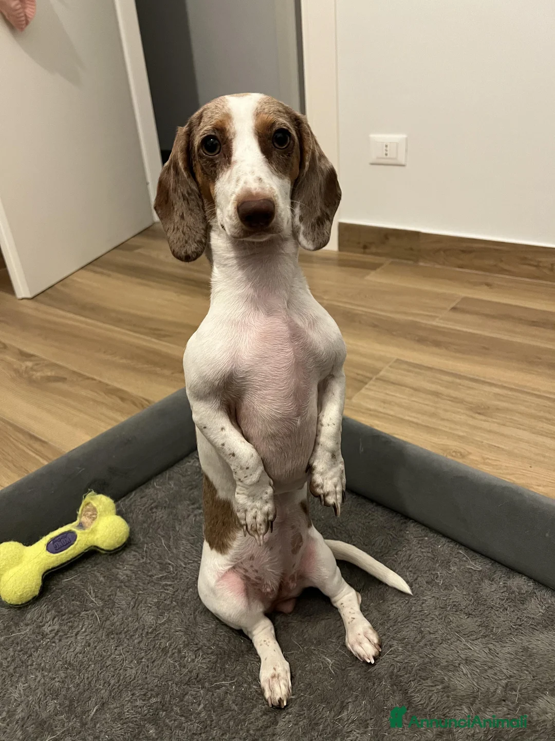 Bassotto cani per accoppiamento: Si ricerca bassotto maschio per monta. - Annuncio 11