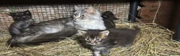 Maine Coon gatti in vendita: Cucciolo maine coon bellissimo  - Annuncio 4