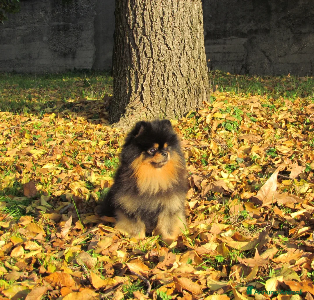 Spitz cani in vendita: Disponibile per la monta  / accoppiamento  - Annuncio 6