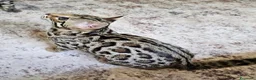 Bengala gatti in vendita: Bellissimi cuccioli di bengala - Annuncio 5