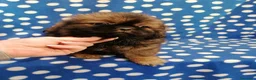 Tibetan Spaniel cani in vendita: Tibetan Spaniel cuccioli - Annuncio 10