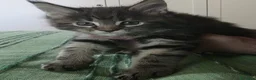 Maine Coon gatti in vendita: Litter E Dolci Fusa - Annuncio 5