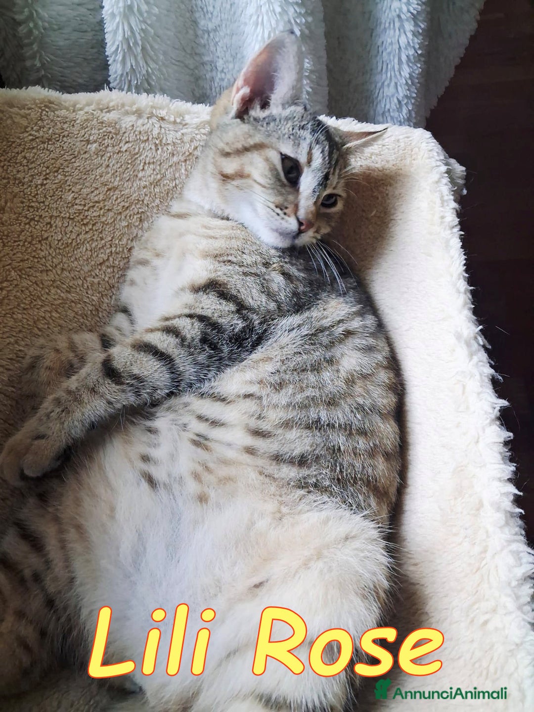 Europeo gatti in regalo: 𝗟𝗶𝗹𝗶 𝗥𝗼𝘀𝗲 💞𝗔𝗗𝗢𝗧𝗧𝗔 𝗟' 𝗔𝗠𝗢𝗥𝗘! - Annuncio 5