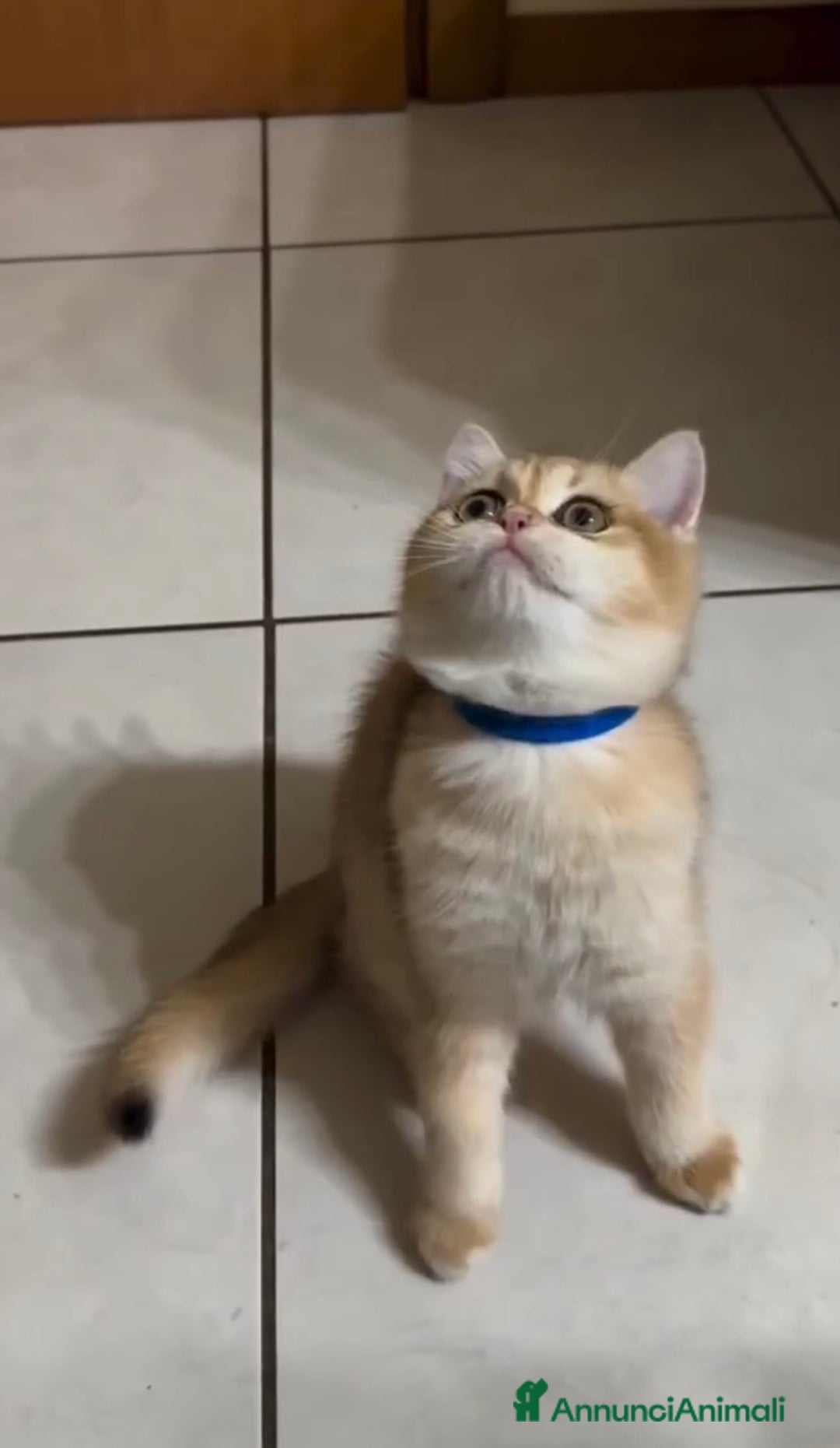 British gatti in vendita: Cucciolo british golden con pedigree  - Annuncio 7