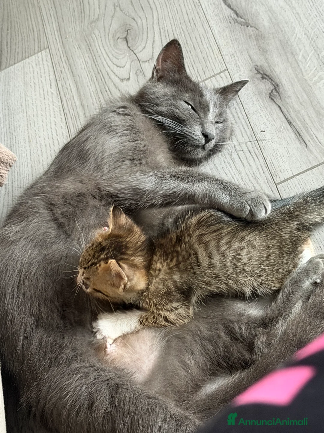 Meticcio gatti in regalo: Regalo gattini - Annuncio 2