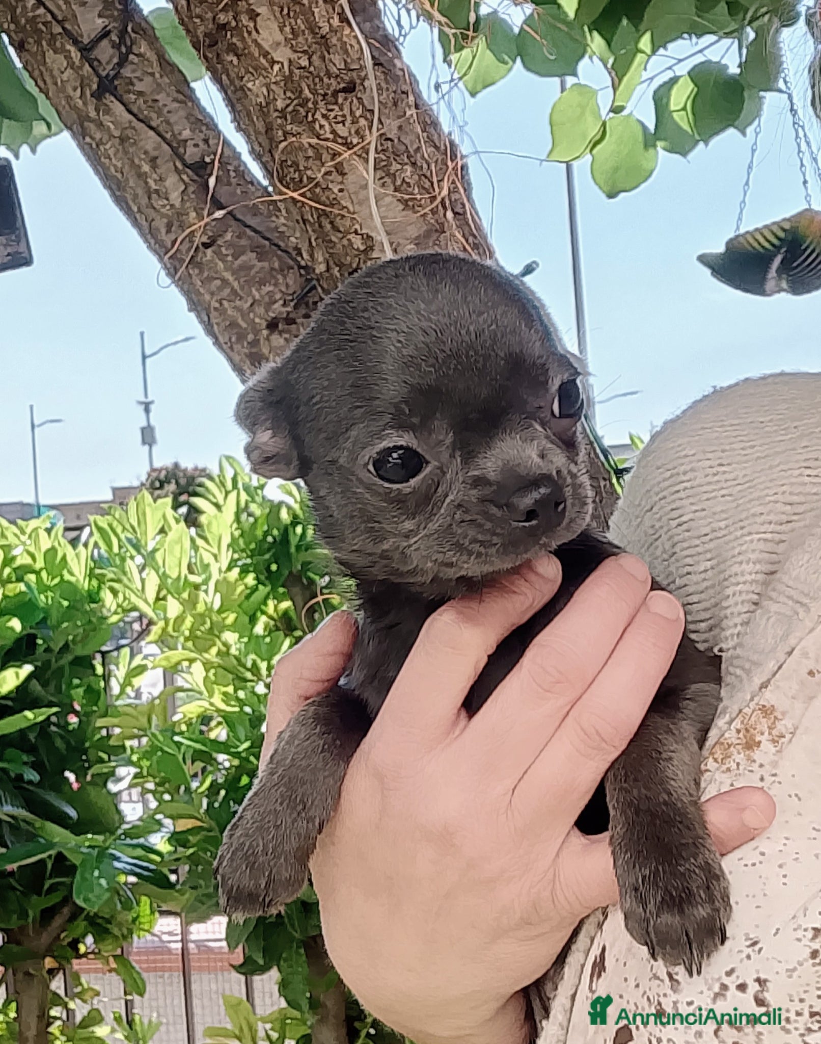 Chihuahua cani Chihuahua con pedigree ENCI  - Annuncio 6