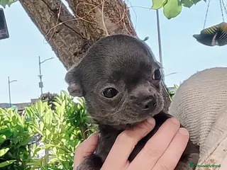 Chihuahua cani Chihuahua con pedigree ENCI - Annuncio 3
