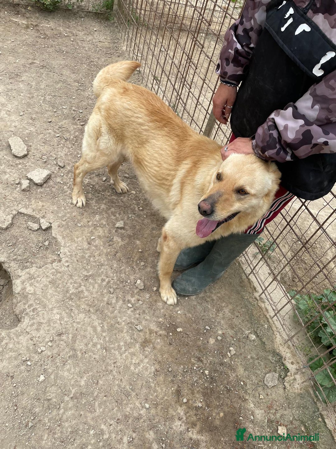 Meticcio cani in regalo: SIMBA bel giovanotto  a Città Metropolitana di Venezia - Annuncio 5