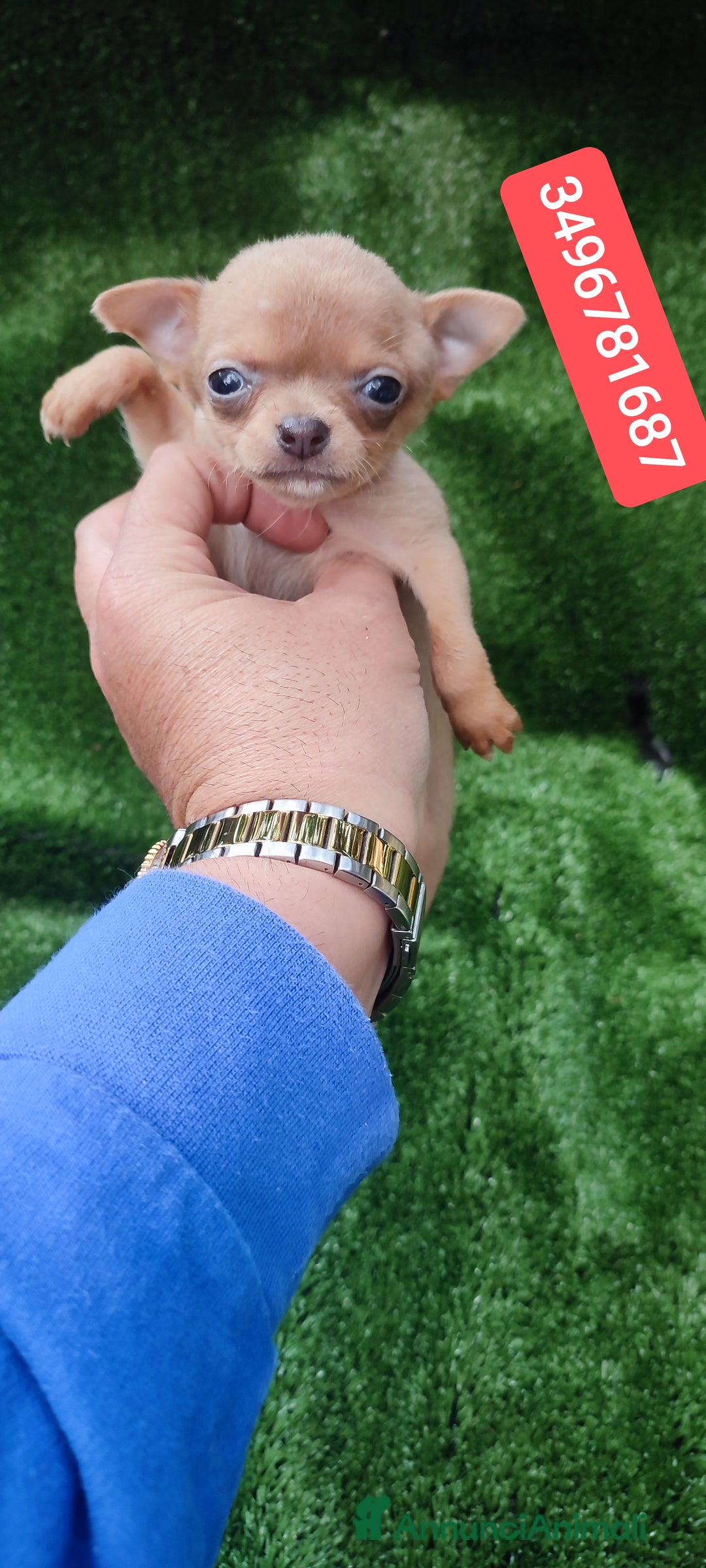 Chihuahua cani in vendita: CHIHUAHUA ultima stupenda cucciolina - Annuncio 1