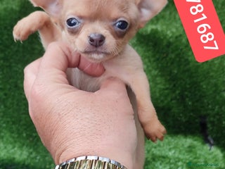 Chihuahua cani CHIHUAHUA ultima stupenda cucciolina - Annuncio 29