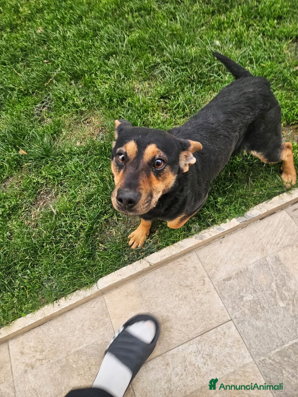 Meticcio cani Ralph: taglia piccola socievole affettuoso  - Annuncio 14