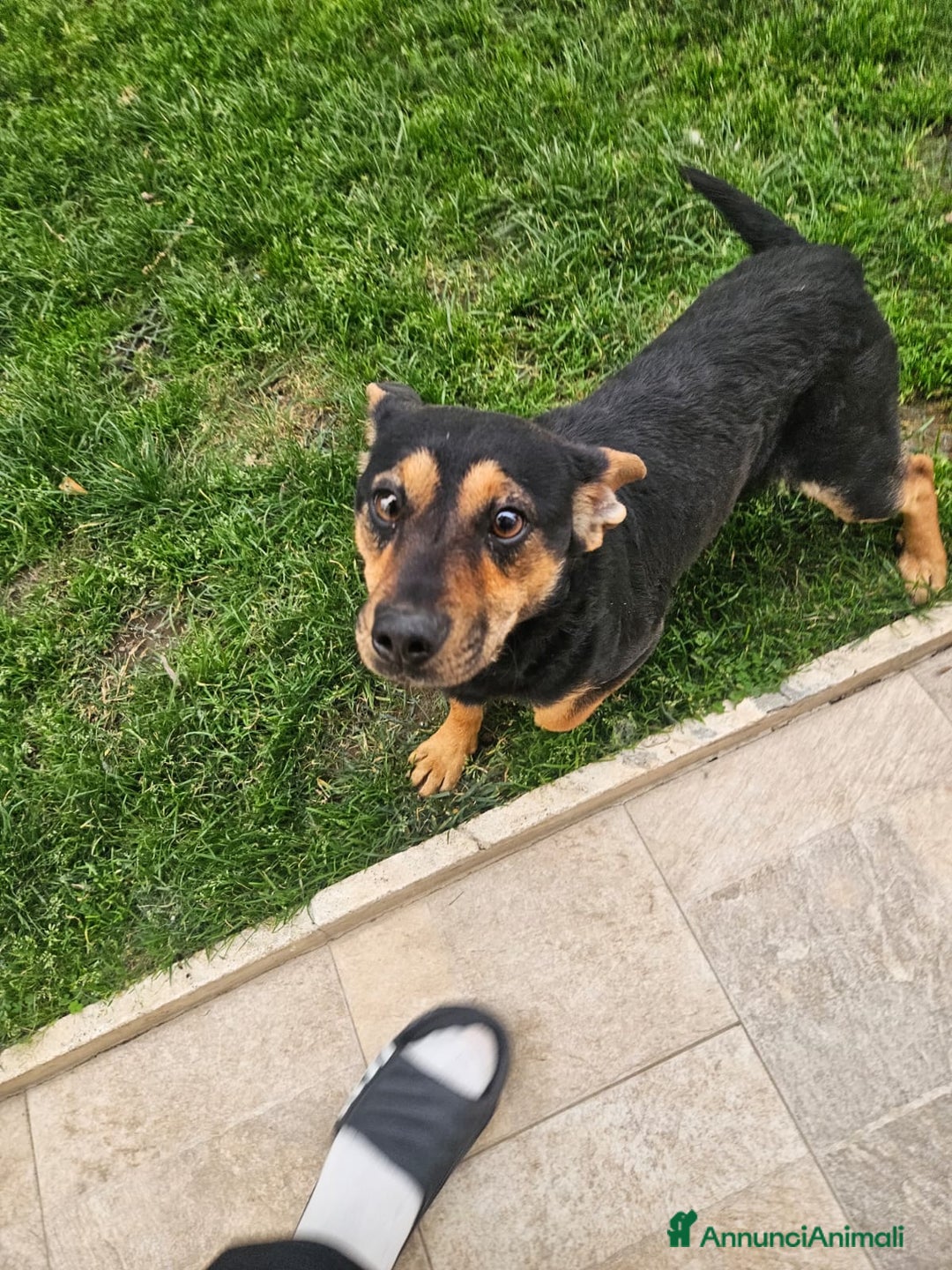 Meticcio cani in regalo: Ralph: taglia piccola socievole affettuoso  - Annuncio 1