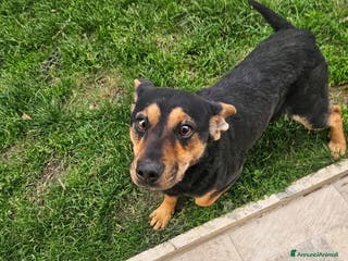 Meticcio cani Ralph: taglia piccola socievole affettuoso - Annuncio 14