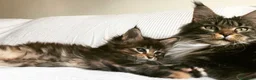 Maine Coon gatti in vendita: Cuccioli Maine coon con Pedigree  - Annuncio 11