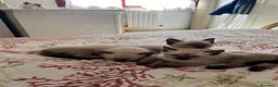 Siamese gatti in vendita: Gattini siamesi seal point - Annuncio 11