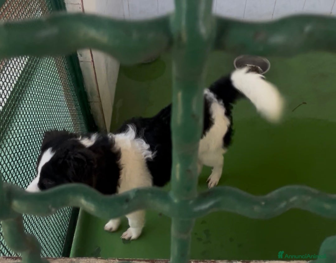 Border Collie cani in regalo: IL DOLCISSIMO SUGAR CERCA CASA - Annuncio 5