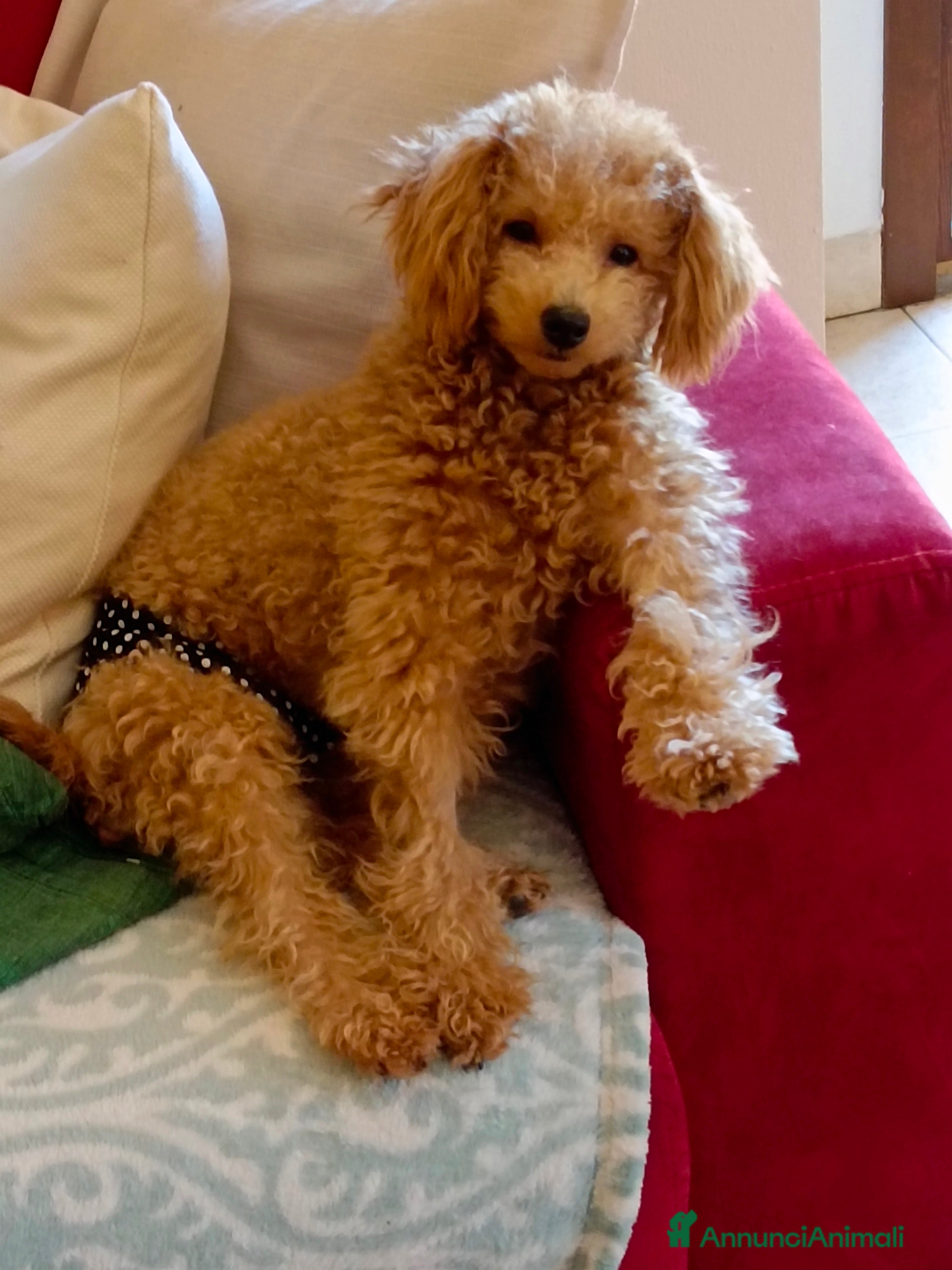 Barboncino Toy cani BARBONCINO TOY - Annuncio 2