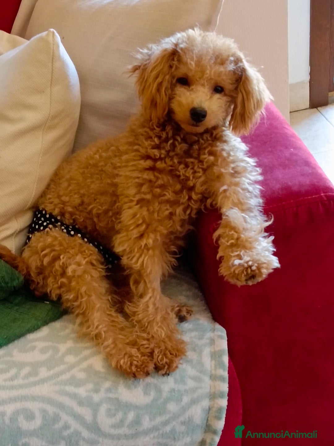 Barboncino Toy cani in vendita: BARBONCINO TOY - Annuncio 2