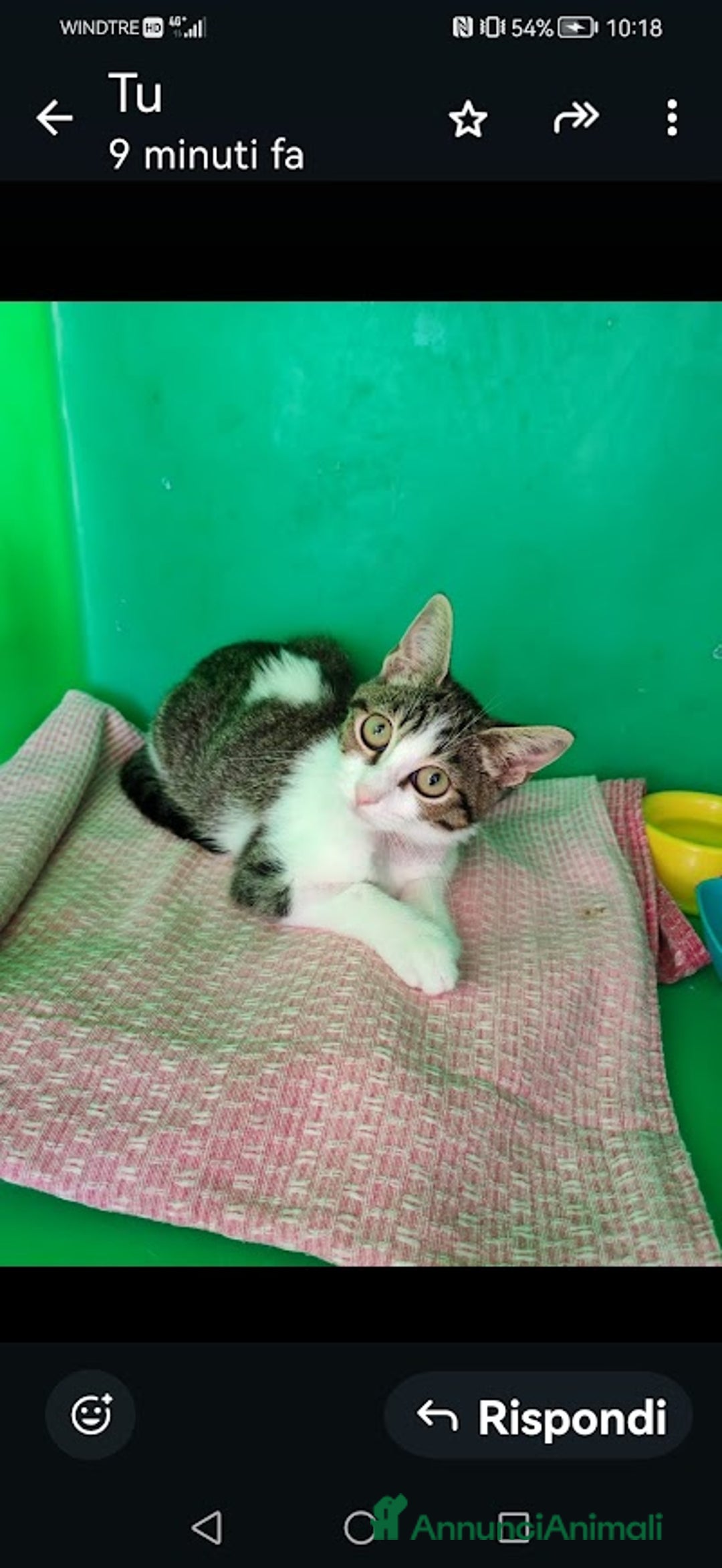 Europeo gatti in regalo: PICCOLO CONNOR 5 MESI DI DOLCEZZA - Annuncio 12