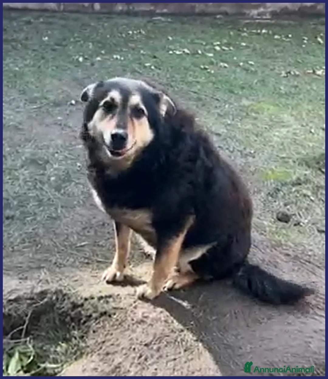 Meticcio cani in regalo: ADOZ D'AMORE X PONCHO 8 ANNI E MEZZO IN CANILE DA a Genova - Annuncio 10